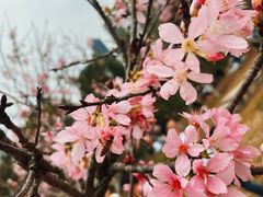-聚龙山公园
