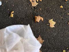 -榆林镇筋饼(知春路店)