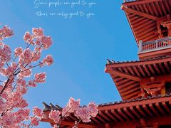 -古柏渡丰乐樱花园