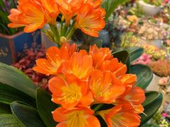 -双季花艺园艺市场(浦东店)