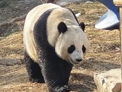 -石家庄市动物园