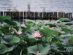 -海底捞火锅(泉城路店)