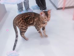 -糯米喵星人·撸猫猫舍咖啡馆(西市场嘉华店)