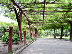 -嘉定紫藤园