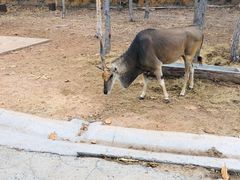 -清迈夜间动物园