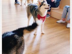 -Husky Go! 哈士奇体验馆·宠物咖啡厅狗咖