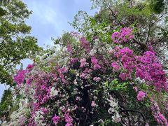 -深圳国际园林花卉博览园