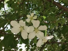 -长白岛森林公园