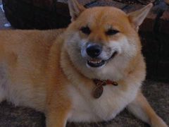 -柴犬高等学院·狗咖·柴犬售卖·宠物训练