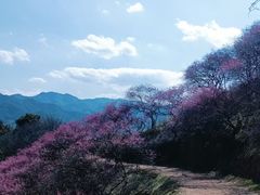 -新建村梅花