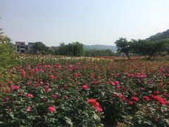 -龙寺生态园