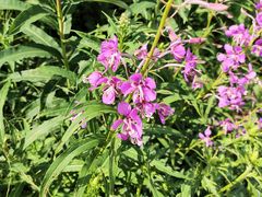 -白草畔自然风景区