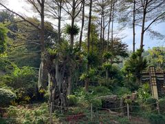 -深圳仙湖植物园