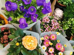 -双季花艺园艺市场(浦东店)