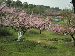 -秀丽东方