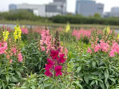 -春花秋色城市公园