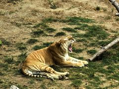 -西霞口神雕山野生动物世界