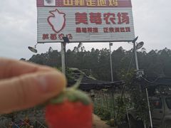 -美莓农场