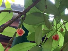 -东山雕花楼
