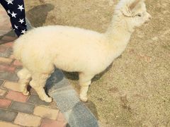-灵玲国际马戏城