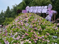-上海滨江森林公园