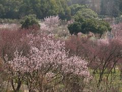 -无锡梅园公园