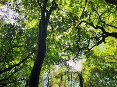 -怀托摩萤火虫洞