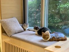 -猫和宫(六道口店)