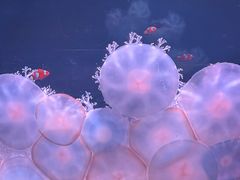 -欢乐海岸海洋奇梦馆