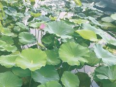 -济南大明湖景区
