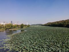 -月湖风景区