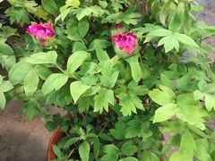 -双季花艺园艺市场(浦东店)