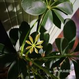 【鸭脚木】俗称摇钱树,喜欢明亮的散射光