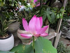 -苏州市皮市街花鸟工艺品市场