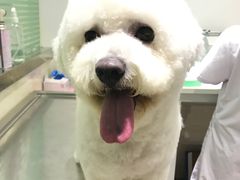 -暖阳宠物医院·犬猫康复中心·骨科