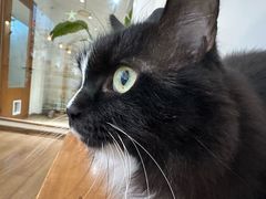 -有猫主题·治愈系猫咖(曾厝垵店)