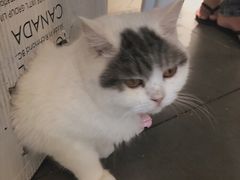 -有猫主题·治愈系猫咖(曾厝垵店)
