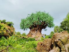 -奥兰多迪士尼动物王国乐园