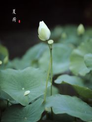 -八角古风摄影