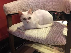 -猫色咖啡·猫咖