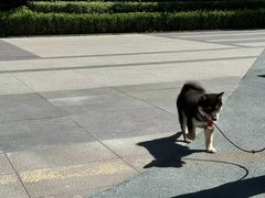 -南京Hallo宠物乐园·哈罗犬舍·柴犬繁育基地