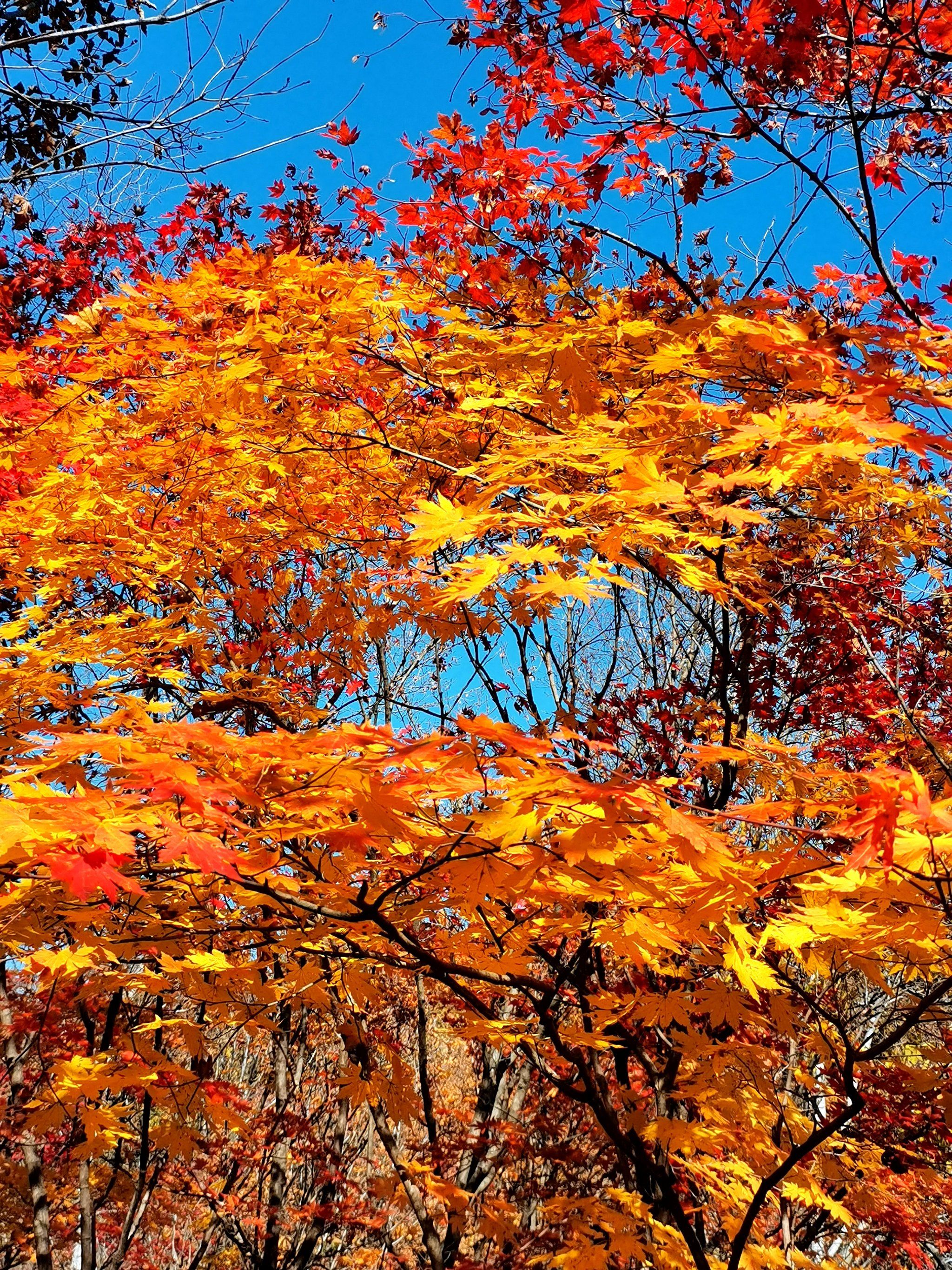 枫叶舞动秋日梦