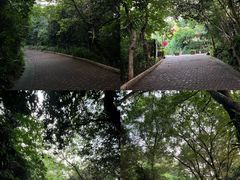-深圳仙湖植物园