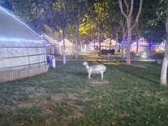 -九十九顶毡房(阜石路店)