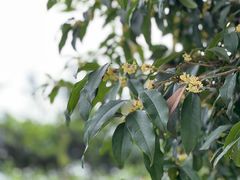 -大渡口区义渡公园