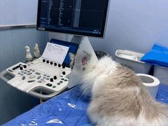 -纳吉亚猫专科动物诊疗中心(蒋宅口分院)