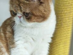 -1013 PET SHOP 宠物商店(近铁城市广场店)