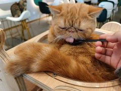 -飞行喵MR PILOT|猫舍·猫咖(静安大融城店)