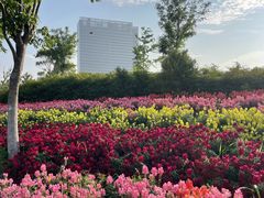 -春花秋色城市公园