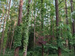 -东平国家森林公园